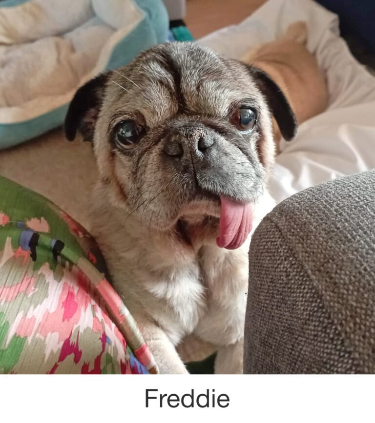 Freddie was rescued by PWR