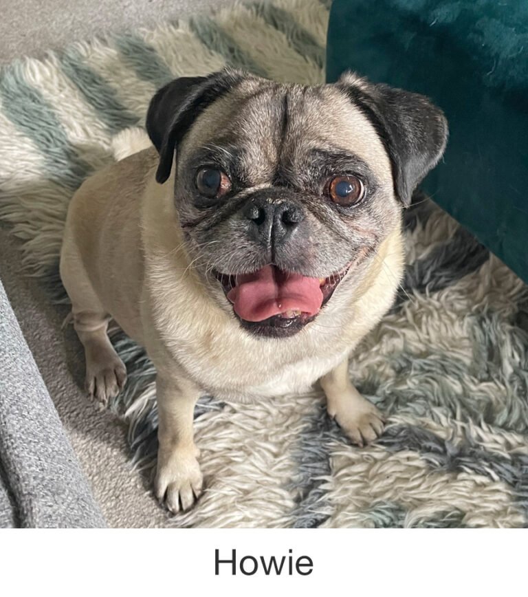 Howie was rescued by PWR