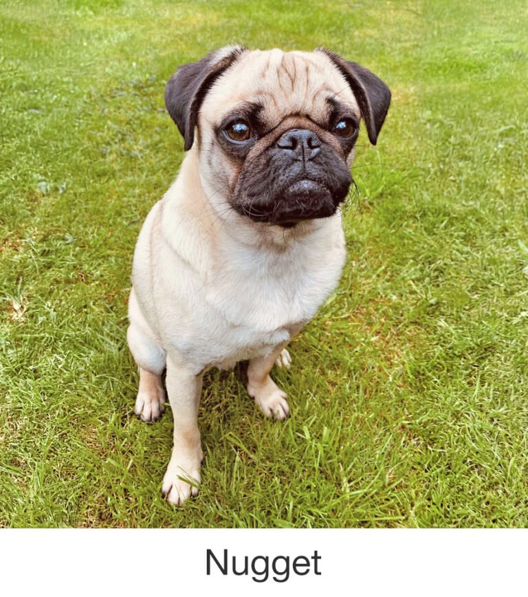 Nugget was rescued by PWR