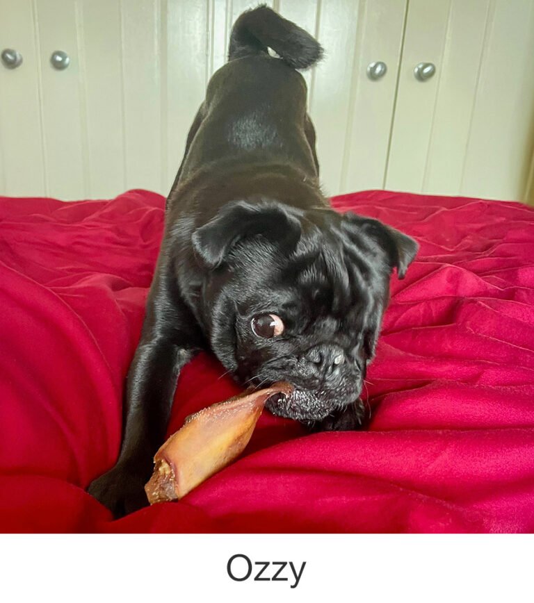 Ozzy was rescued by PWR