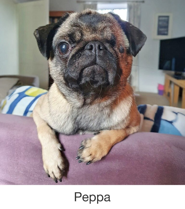 Peppa was rescued by PWR