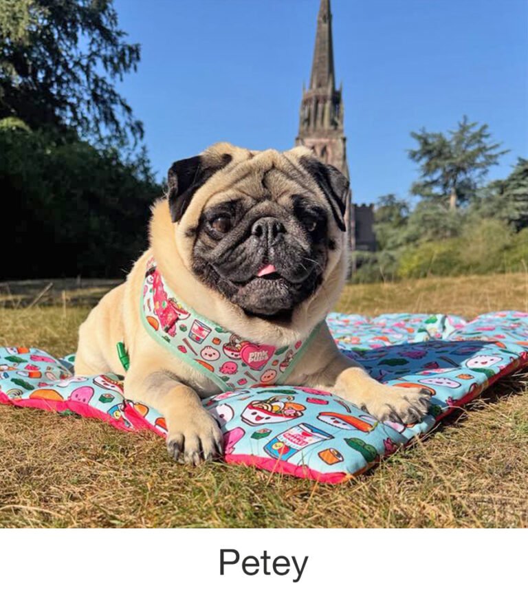 Petey was rescued by PWR