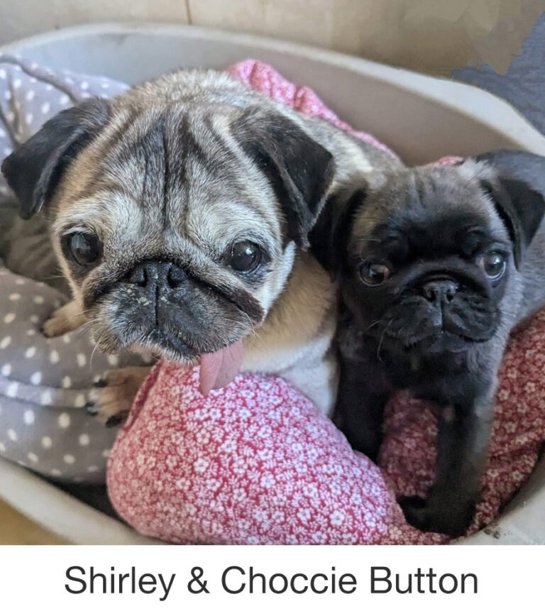 Shirley & Choccie Button were rescued by PWR