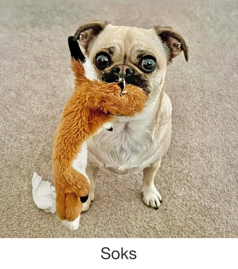 Soks was rescued by PWR