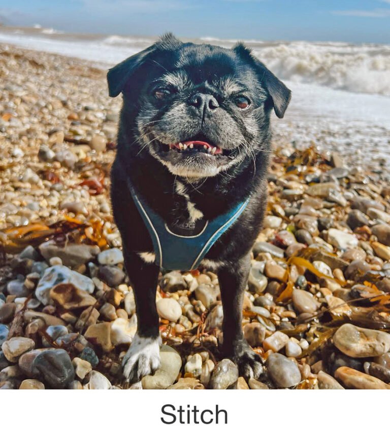 Stitch was rescued by PWR