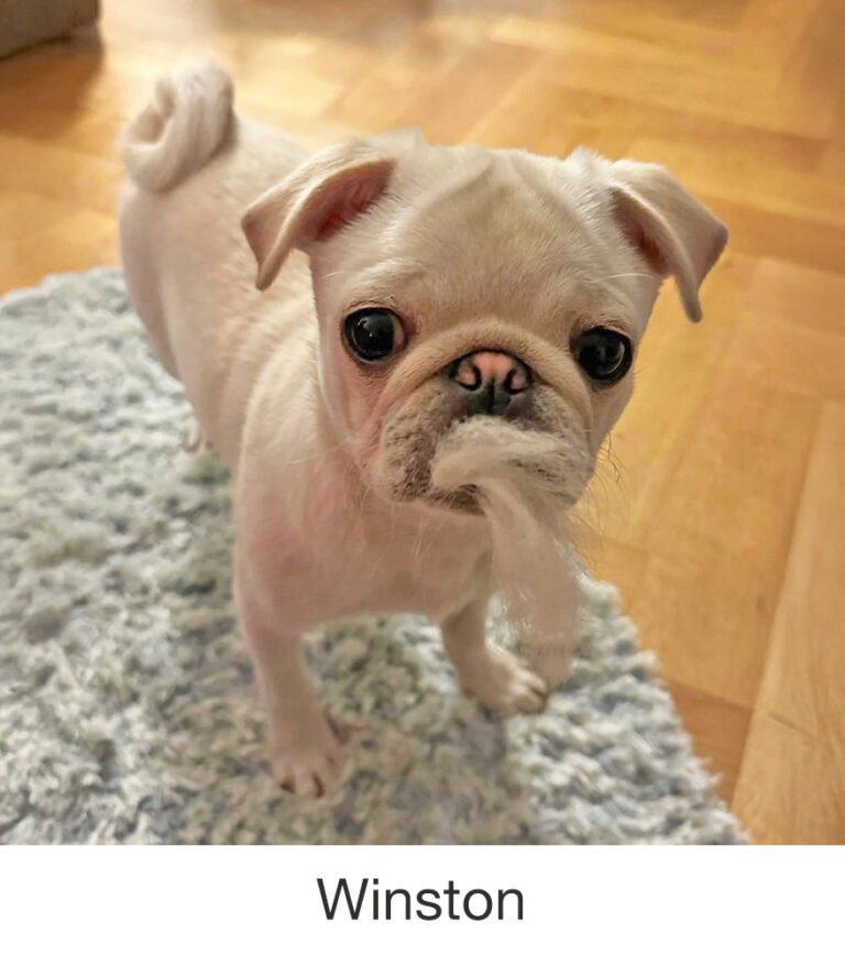 Winston was rescued by PWR