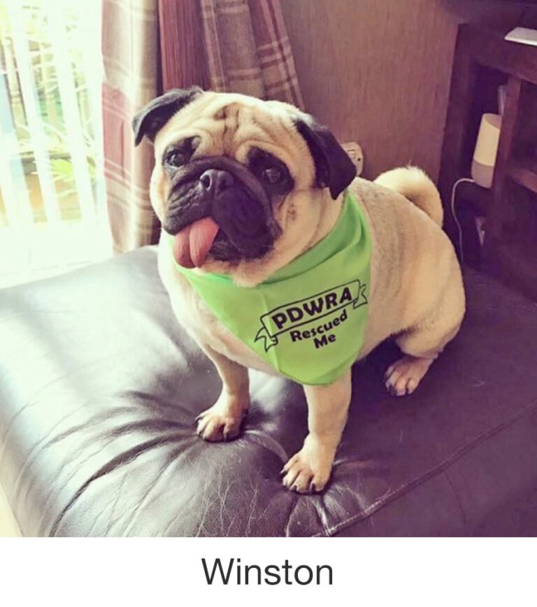 Arlo & Nora were rescued by PWR