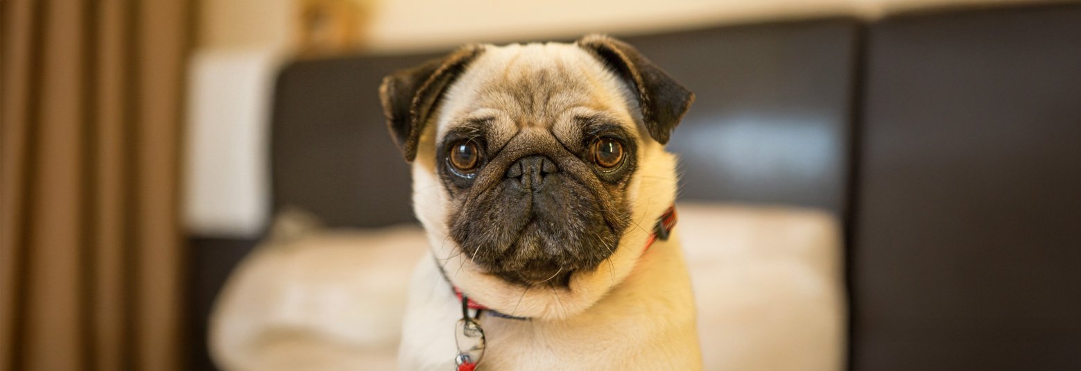 Pugs come into our care in all kinds of health conditions