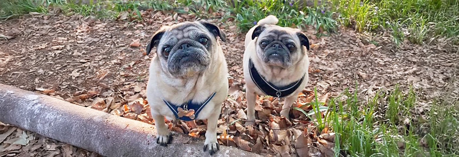 PWR bonded pair of adoptees Arlo & Nora