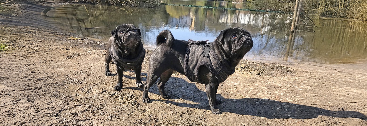 Violet and Lilly helping PWR to rescue pugs in need