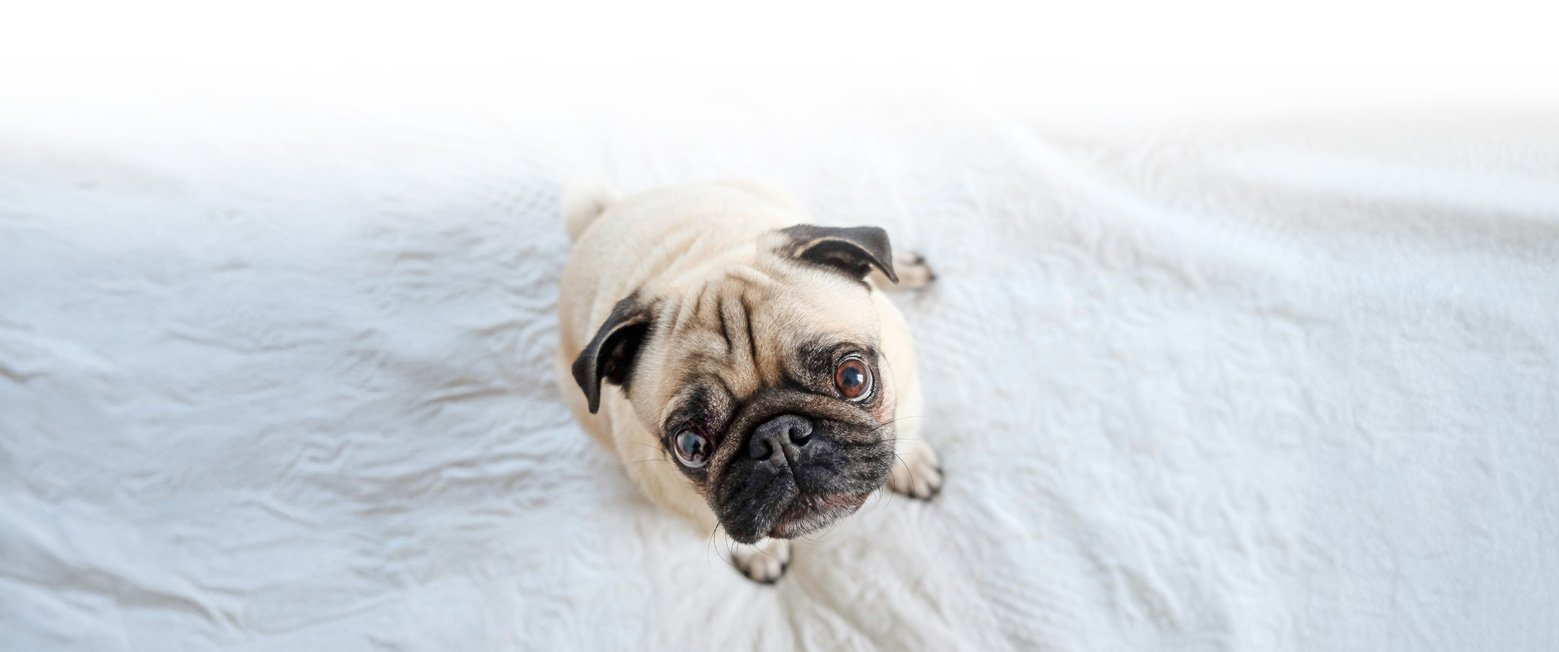 All of the information you'll need to find out how to Adopt a PWR Pug