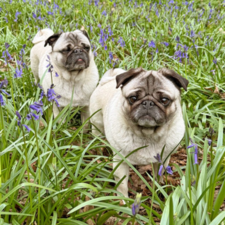 PWR Trustee Anne MacDonald