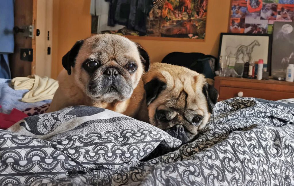 Buster & Bentley's adoption story