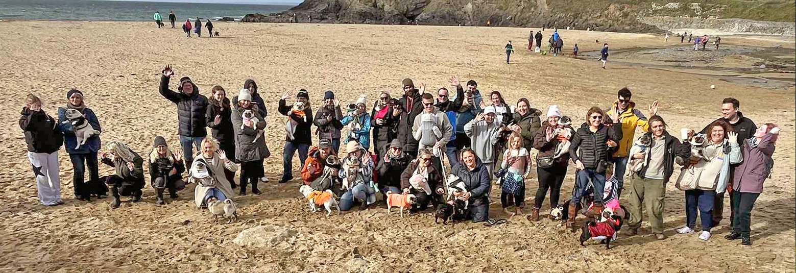 The Cornwall pug meet Fundraising for Pug Welfare & Rescue at Poldhu Beach