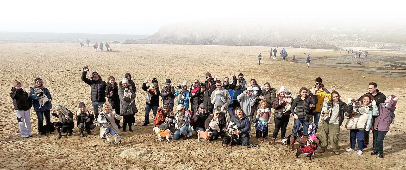 The Cornwall pug meet Fundraising for Pug Welfare & Rescue at Poldhu Beach