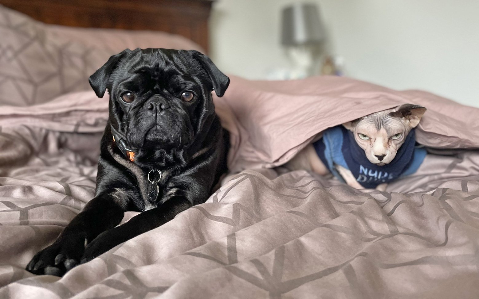 JJ loves chilling out with his feline friend