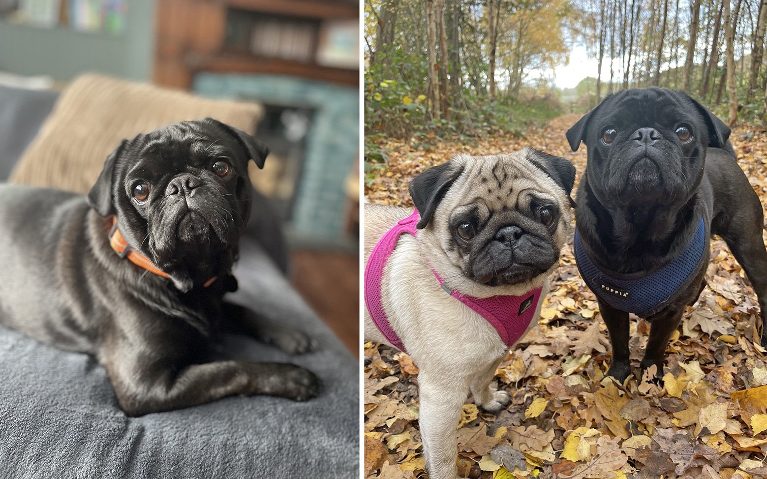 Faye’s Story of Adopting JJ