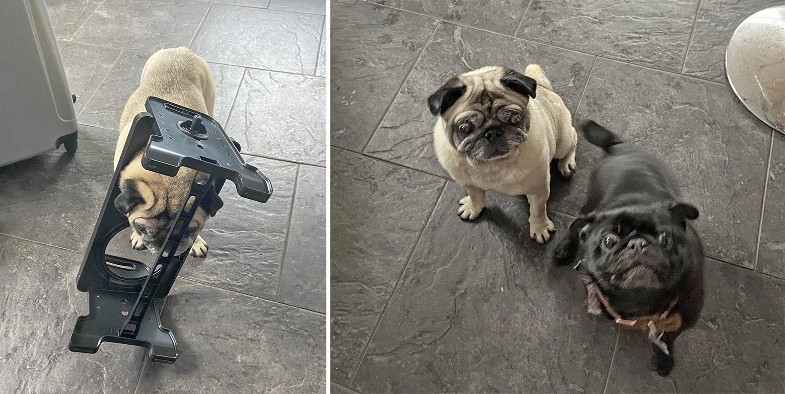 Claire talks about how Jethro got his head stuck in the food bowl stand