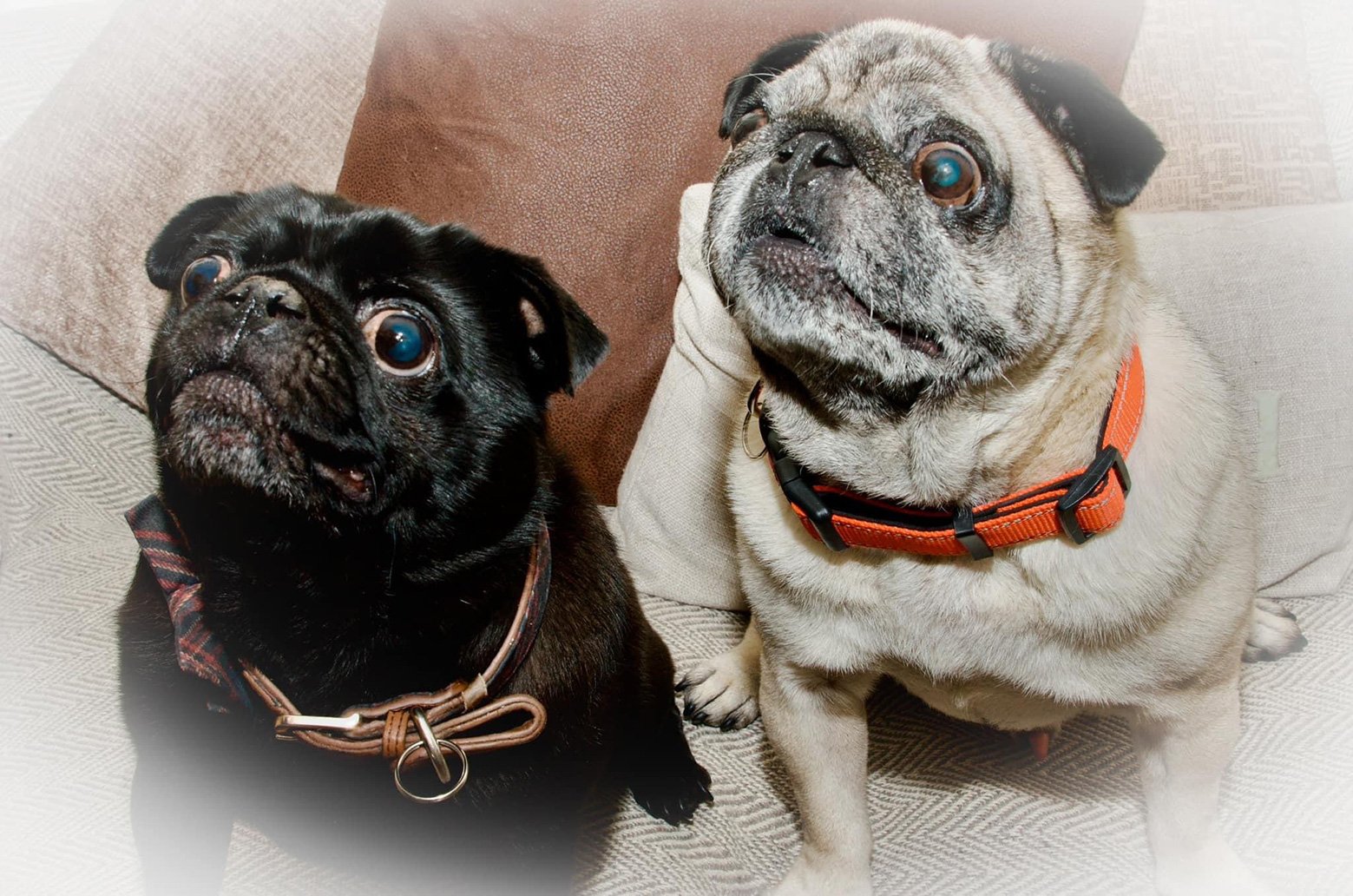 Claire shares her lovely Story of Adopting Jethro