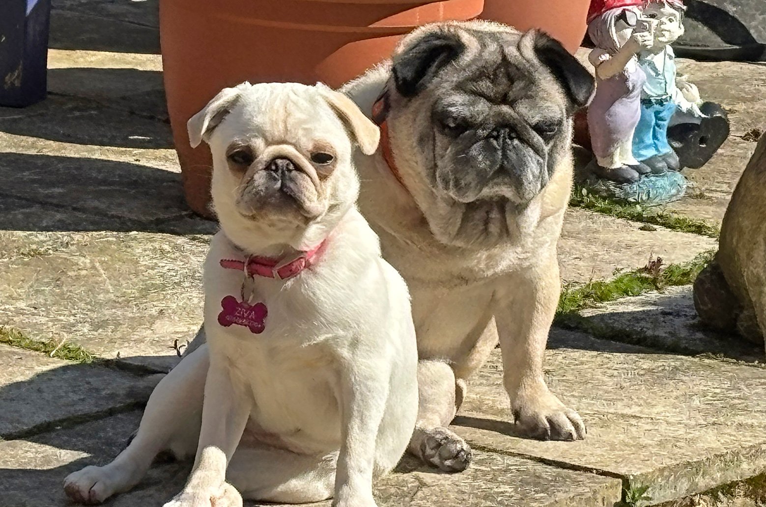 Although Jethro is older now, he's still living his best life