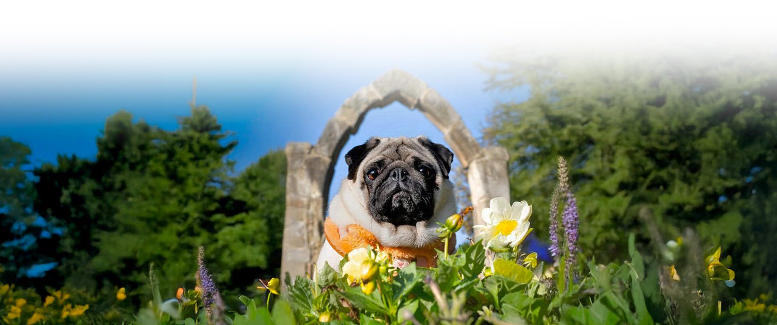 Would you consider Leaving a Legacy to Pug Welfare & Rescue?