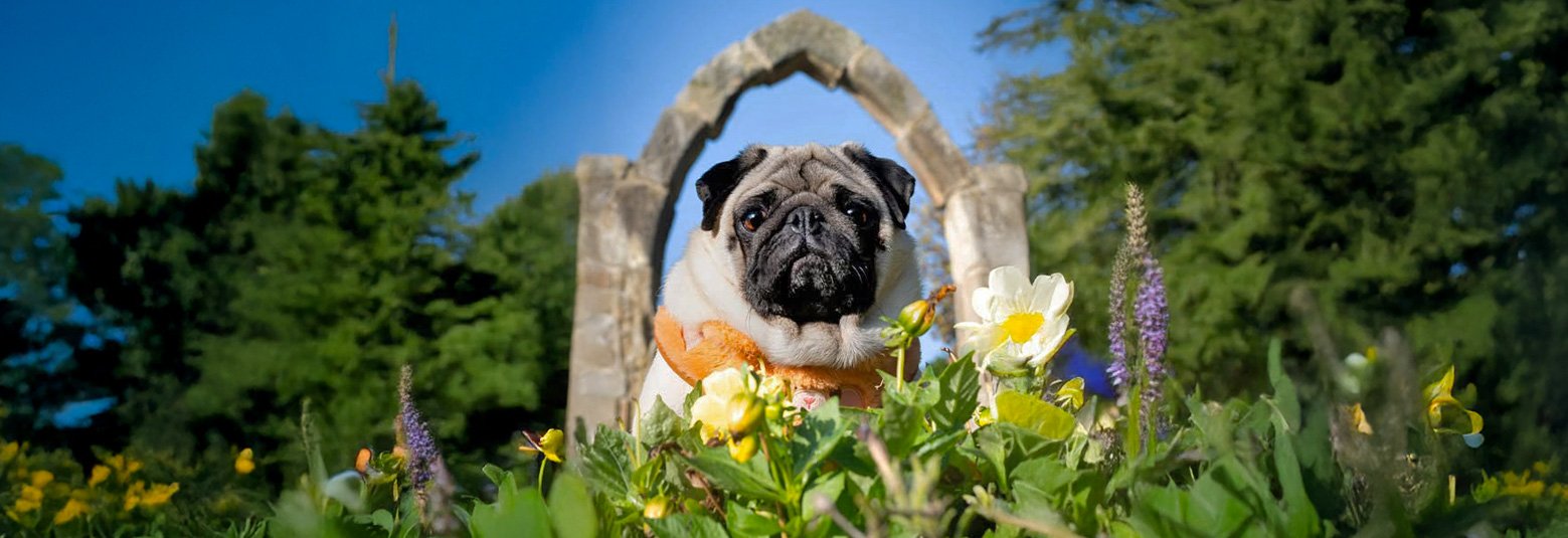 Could you leave Pug Welfare & Rescue a Legacy in your will?