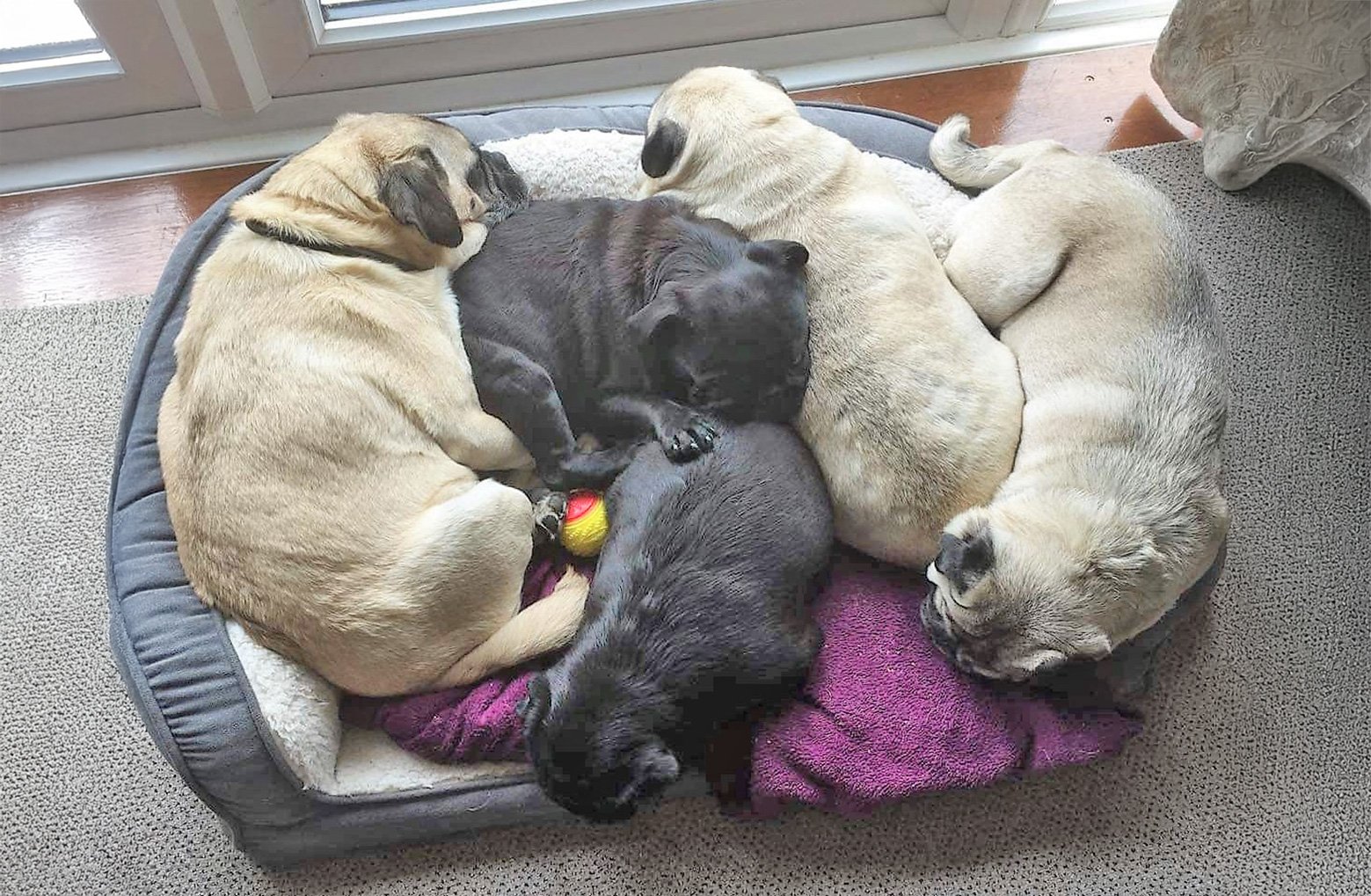 Lynn & Geoff's 5 male pugs