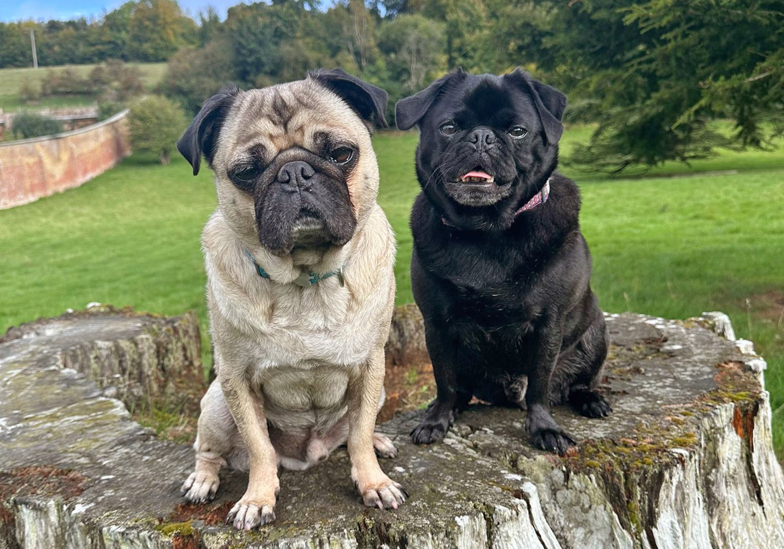 Neville and Dexter are now living a peaceful life in the country