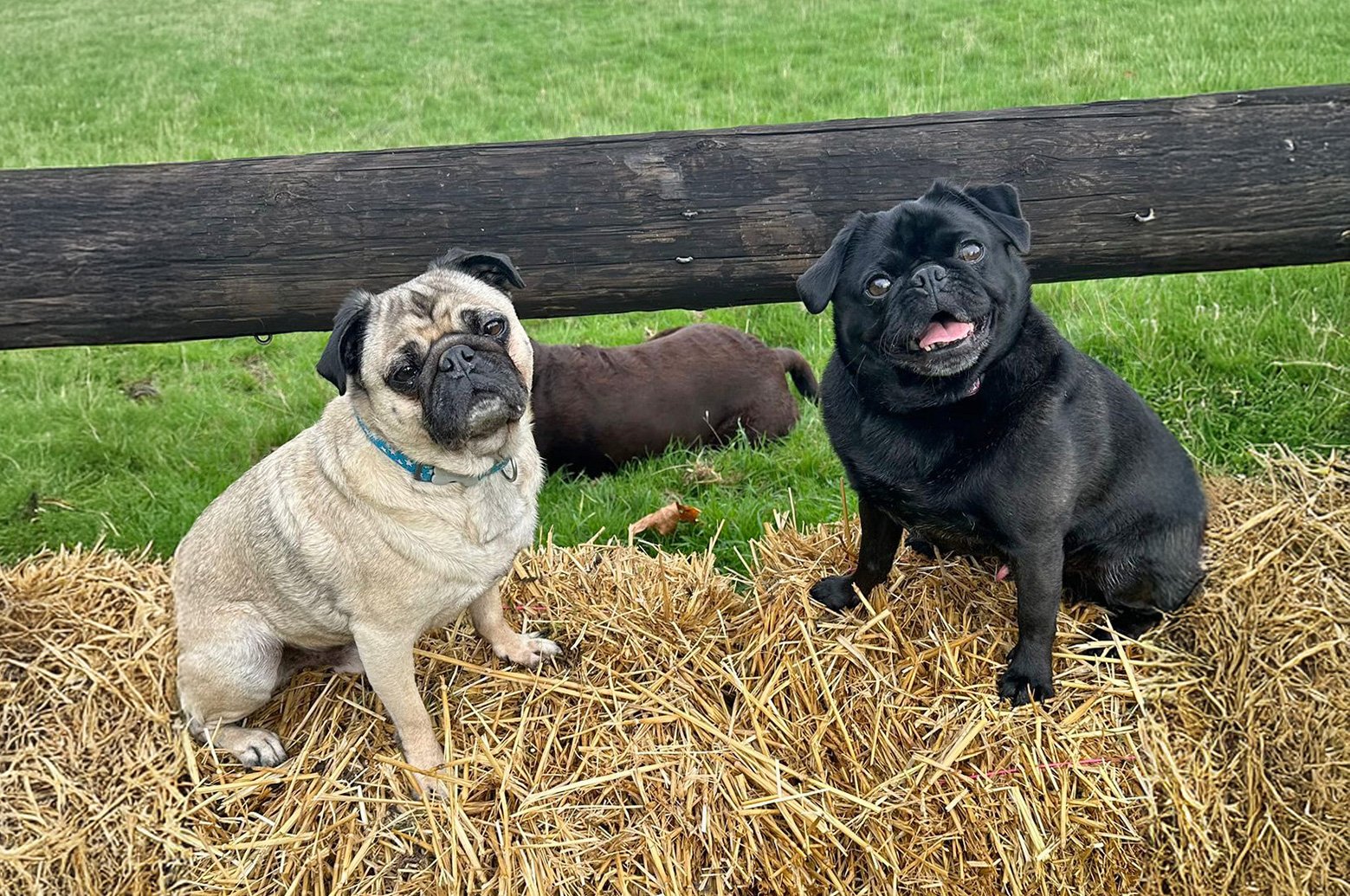 Neville and Dexter are now living a peaceful life in the country