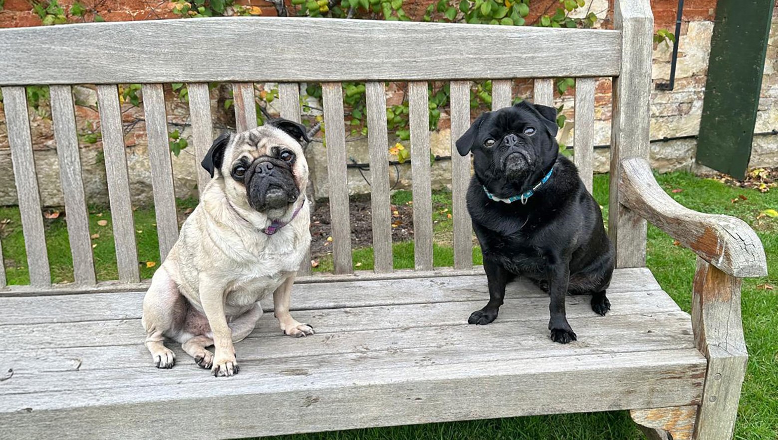 Neville and Dexter are now living a peaceful life in the country