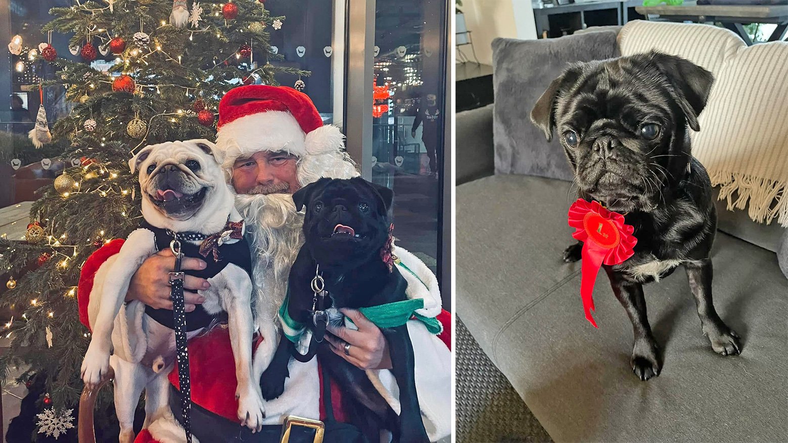 Jasmine’s Story of Adopting Padme