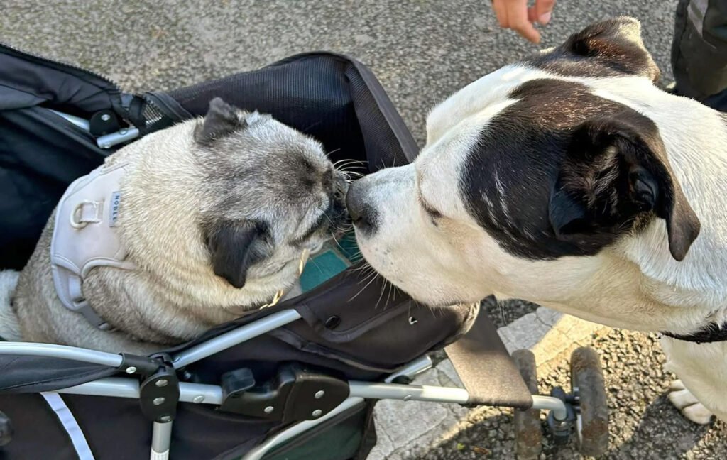 What will happen After surrendering your pug?
