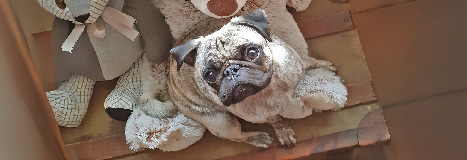 Find out more about what Pug Welfare & Rescue does