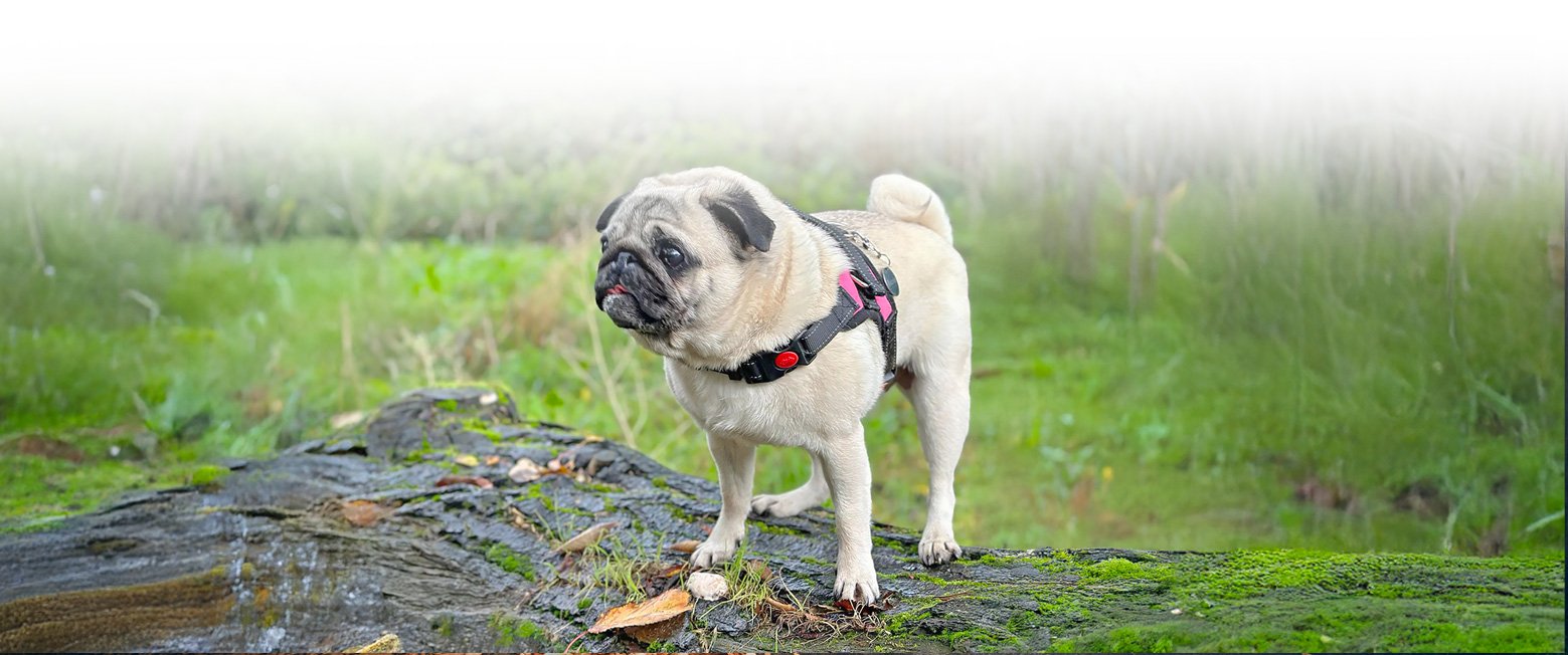 How to make the difficult decision of Surrendering Your Pug