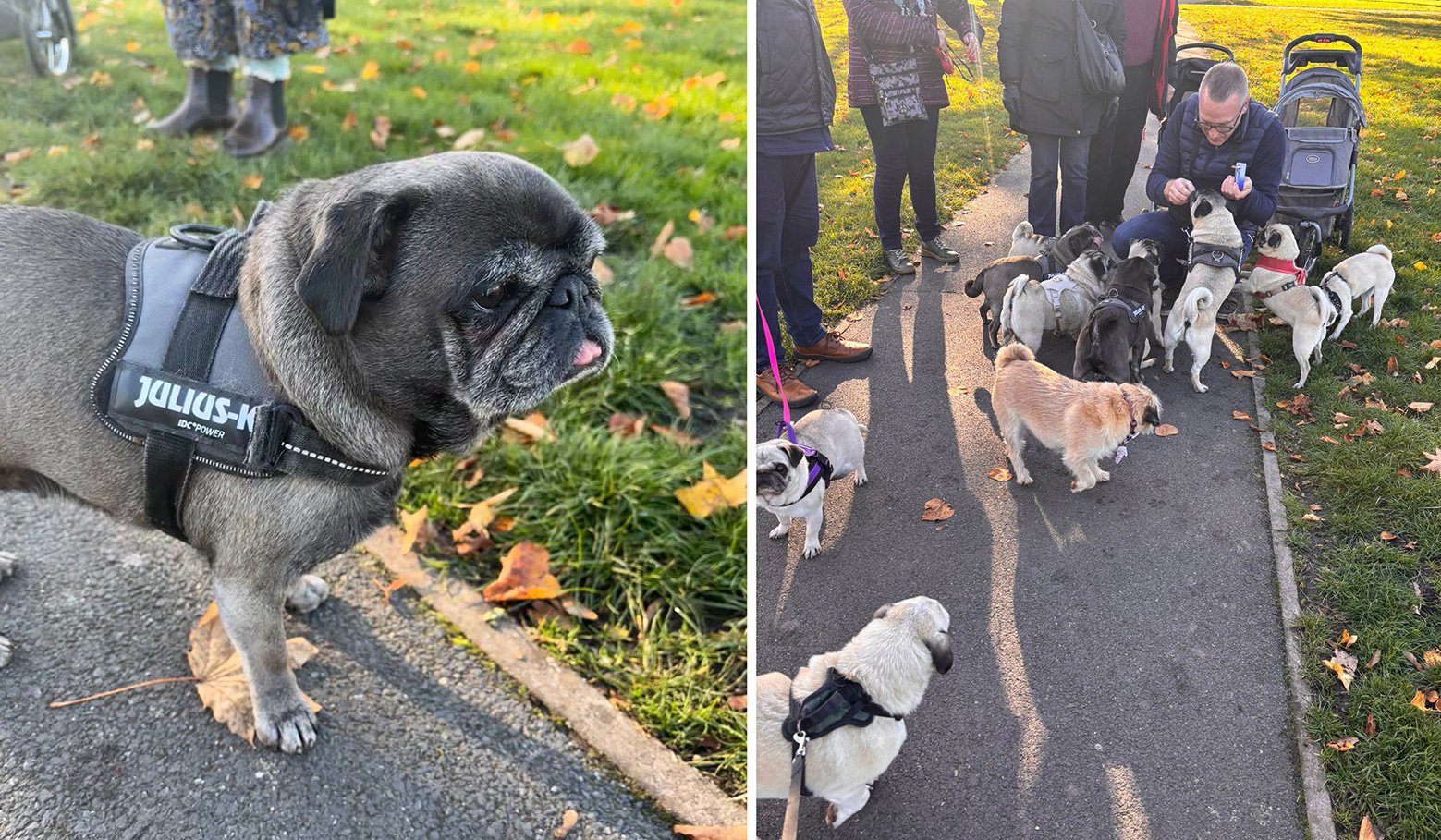 The West Midlands Pug meet-ups show how rescued pugs go on to live their best lives