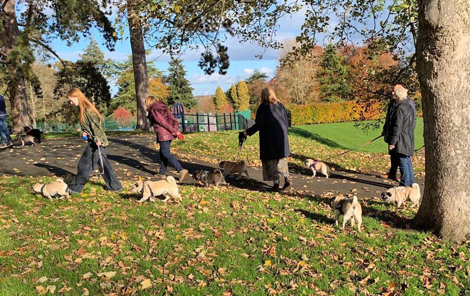 Jackie Maynard talks about The Difficult Decision to Surrender a Pug