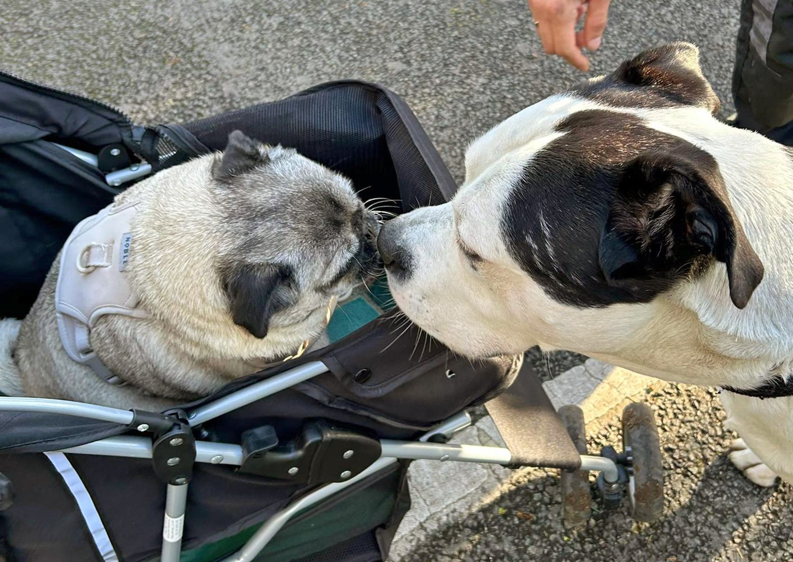 Jackie Maynard talks about The Difficult Decision to Surrender a Pug