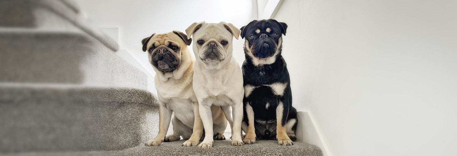 Who are Pug Welfare & Rescue?