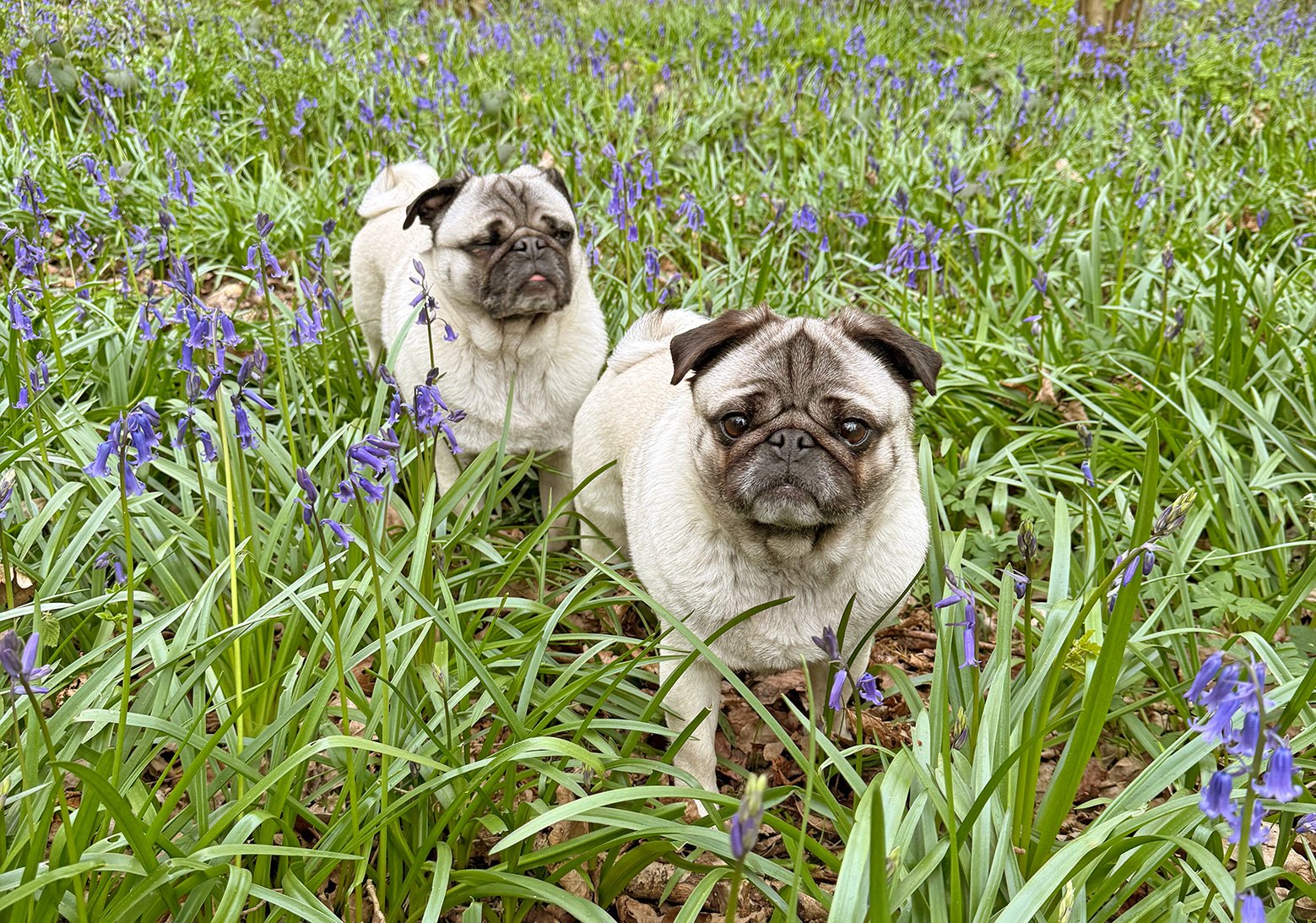 Itris & Bertie know the Joy of Adopting Older Pugs
