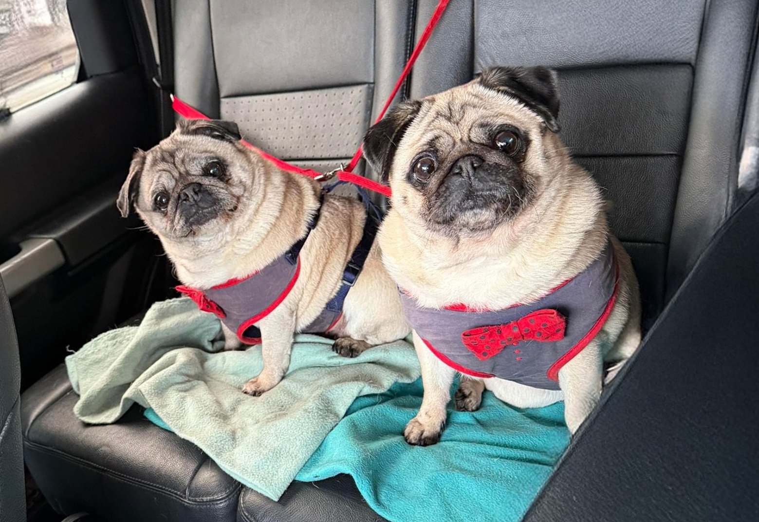 Leanne Adopts Ava and Violet