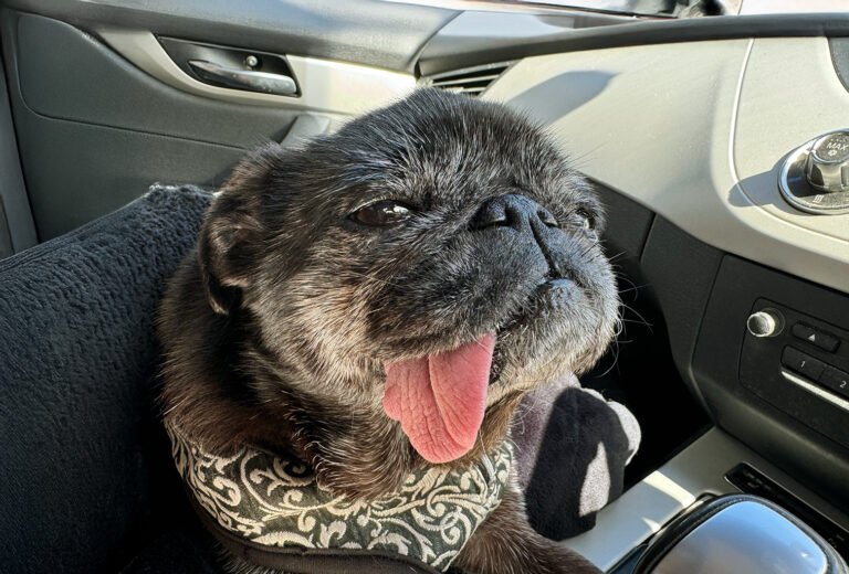 Lilly shows the Joy of Adopting Older Pugs