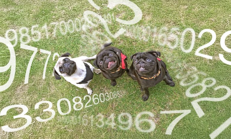 What You Need to Know About Microchipping