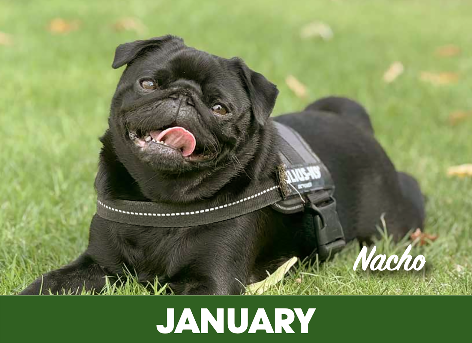 Nacho features in the 2026 PDWRA calendar