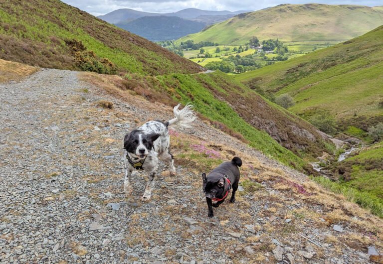 Rebecca’s Story of Adopting Pumpkin