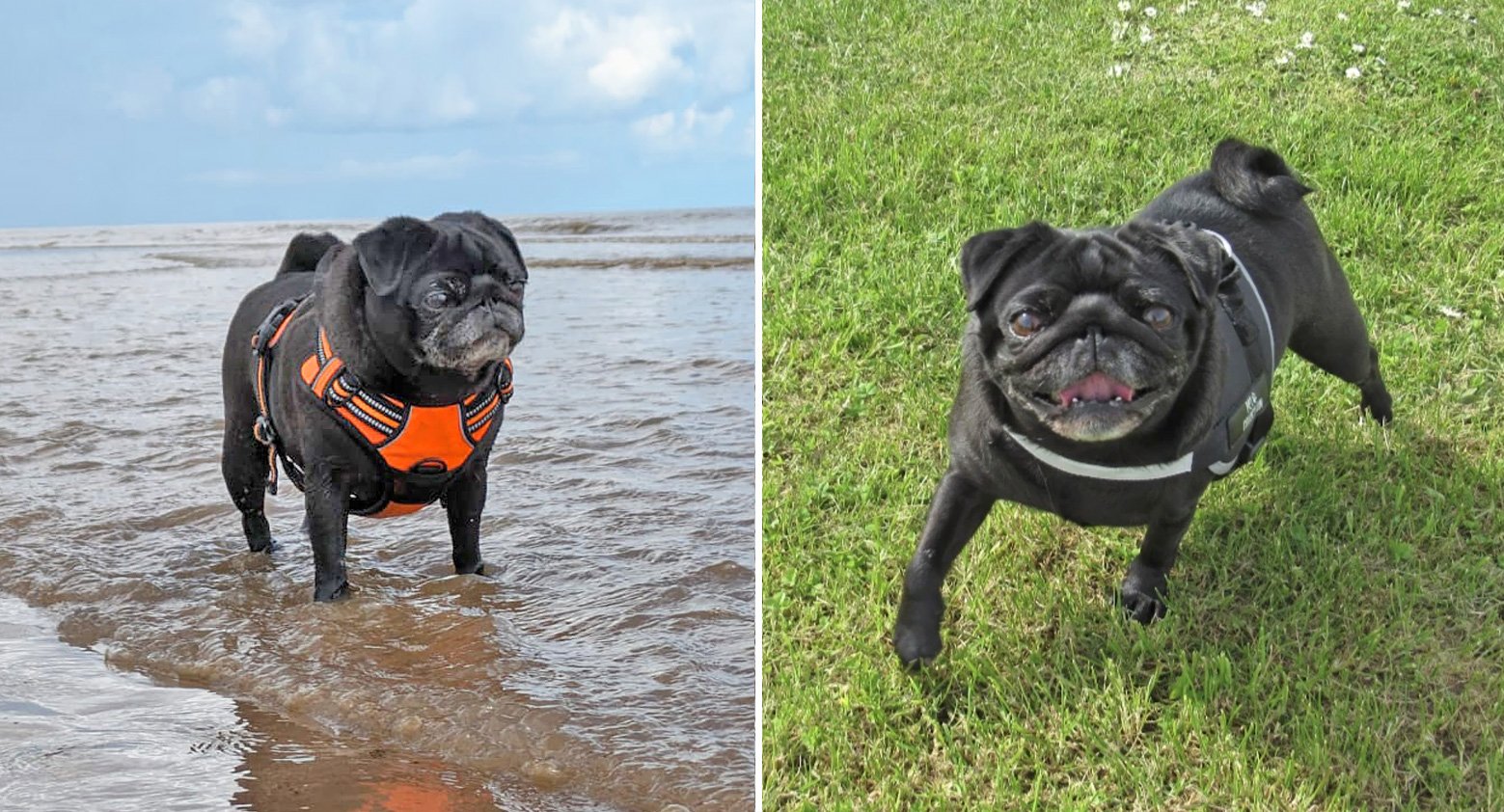 Rebecca’s Story of Adopting Pumpkin