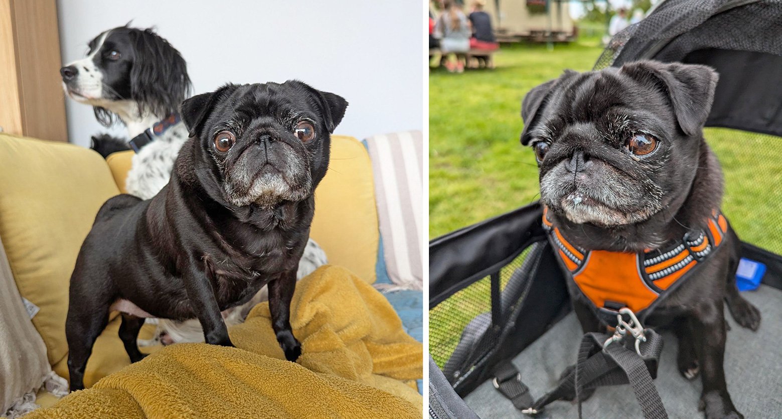 Rebecca’s Story of Adopting Pumpkin