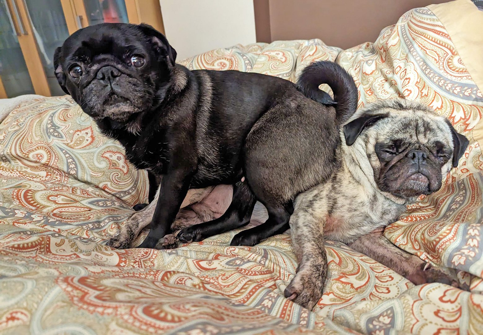 Ralph being used as a cushion