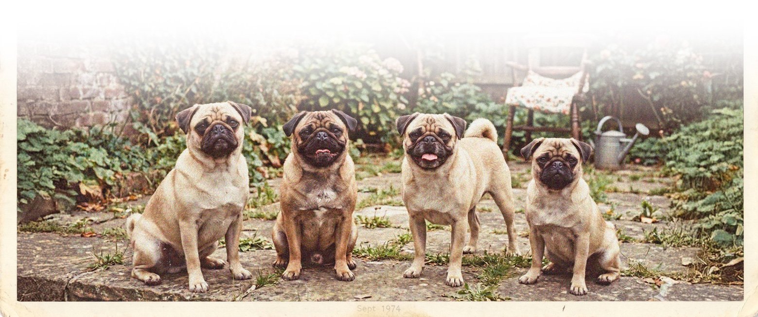 THe Charity history of Pug Welfare & Rescue