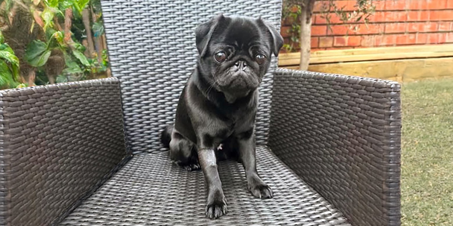 One of our adopted pugs pictured when she was in foster