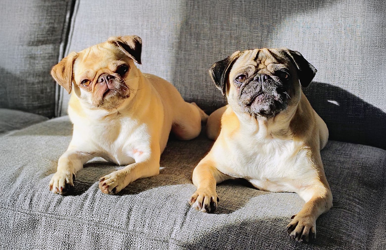 Dotty and Bertha sunbathing together